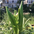 85 Seeds Clemson Spineless Okra Seeds – Fast-Growing, Tender, Spineless Abelmoschus esculentus for Home Gardens