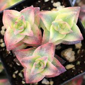 Crassula Perforata ‘String of Buttons’ Succulent – 2 Live 2” Bare Root Plants, Trailing, Easy-Care, Unique Geometric Green with Pink Edges