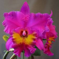 Cattleya Rlc King of Taiwan Orchid Small Seedling with Purple Blooms, Potted Tropical Orchid for Indoor & Outdoor Collection