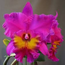 Cattleya Rlc King of Taiwan Orchid Small Seedling with Purple Blooms, Potted Tropical Orchid for Indoor & Outdoor Collection