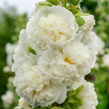 Hollyhock Seeds, Dwarf Majorette Double White, Alcea rosea, Memory Garden Flowers, Non-GMO, Cottage Garden, Pollinator Attracting