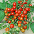 25 Seeds Tess' Land Race Currant Tomato - Tiny Cherry Heirloom, High-Yield, Sweet Flavor, Vining Plant for Salads & Snacking
