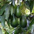 Unrooted Avocado Cuttings for Grafting – 3 Persea americana Propagation Stock 4-7 Inches