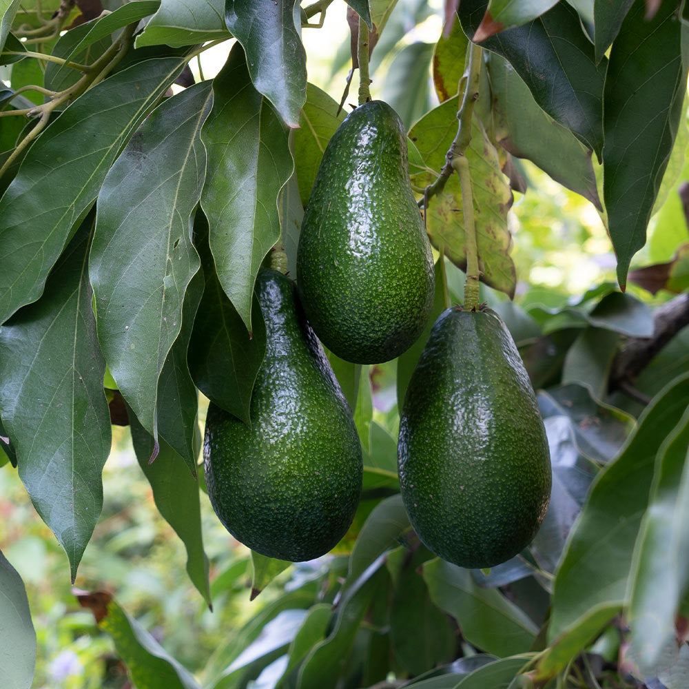 Unrooted Avocado Cuttings for Grafting – 3 Persea americana Propagation Stock 4-7 Inches