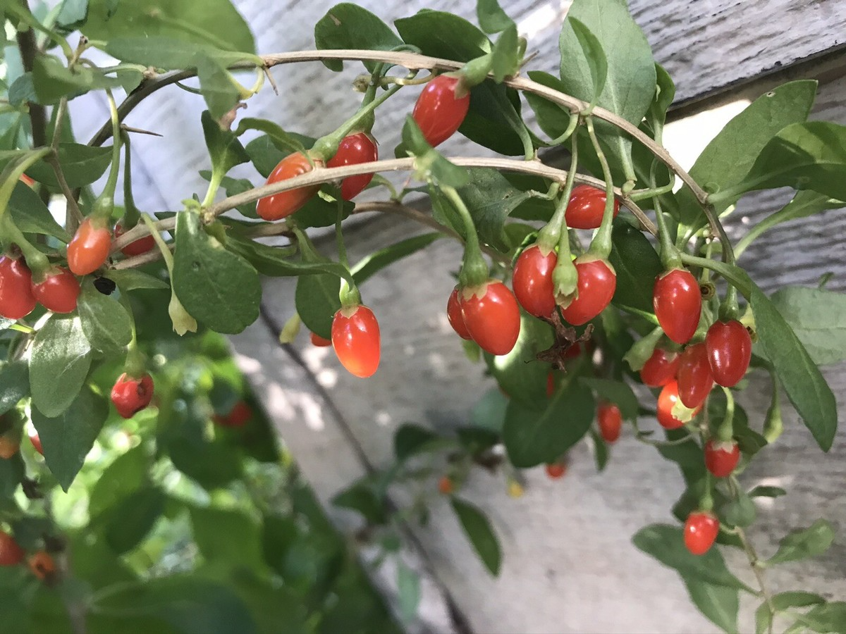 Bare Root Goji Berry Plants (Lycium barbarum) 4-8 Inches, Edible Landscaping, Superfood, Drought-Tolerant