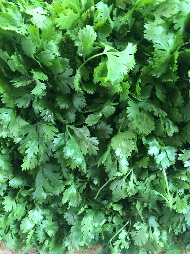 100 Santo Cilantro Herb Seeds - Coriandrum sativum, Aromatic Culinary Herb for Fresh Salsas & Garnishes