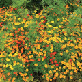 Signet Marigold Seeds | Starfire Mix | Vibrant Orange, Red & Yellow Blooms | Non-GMO, Easy to Grow, Beneficial Flower