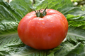 300 mg Beefsteak Tomato Seeds - Heirloom Solanum lycopersicum Large Juicy Slicing Tomato for Home Gardens