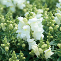 Candy Tops White Snapdragon Seeds – Antirrhinum majus, 1000+ Seeds, Compact White Blooms for Garden & Containers