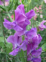 Eclipse Sweet Pea Seeds – 50+ Deep Purple to Black Blooms for Trellises, Arches, Cut Flowers – Lathyrus odoratus, Annual Plant