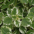 Plectranthus coleoides ‘Variegata’ | 3 Rooted Cuttings 4" | Variegated Swedish Ivy, Trailing, Fragrant Plant