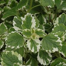 Plectranthus coleoides ‘Variegata’ | 3 Rooted Cuttings 4" | Variegated Swedish Ivy, Trailing, Fragrant Plant