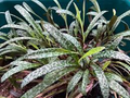 Succulent Ledebouria socialis Silver Squill – Variegated Drought-Tolerant Houseplant, Indoor or Outdoor, Small Bulb Plant