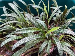 Succulent Ledebouria socialis Silver Squill – Variegated Drought-Tolerant Houseplant, Indoor or Outdoor, Small Bulb Plant