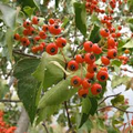 Washington Hawthorn Tree Bare Root Plant | Crataegus phaenopyrum | Small Ornamental Tree with Red Berries | Zones 3-10