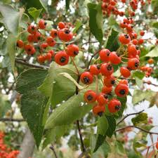 Washington Hawthorn Tree Bare Root Plant | Crataegus phaenopyrum | Small Ornamental Tree with Red Berries | Zones 3-10