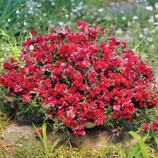 Candy Showers Purple Snapdragon Seeds | Cascading Deep Purple Blooms for Gardens & Hanging Baskets | Antirrhinum majus | 1000+ Seeds