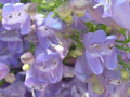 Venus Penstemon Seeds – Penstemon venustus – Native Violet Wildflower, Pollinator Friendly, Drought-Tolerant Perennial, 100mg Seeds