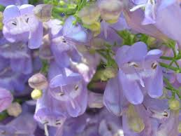 Venus Penstemon Seeds – Penstemon venustus – Native Violet Wildflower, Pollinator Friendly, Drought-Tolerant Perennial, 100mg Seeds