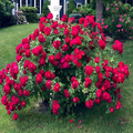 Japanese Red Rugosa Rose Seeds – Hardy Fragrant Bush with Edible Hips, Zones 3-10, Rosa rugosa "Rubra"