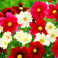 Cosmos Rubies Sunshine Mix Seeds - Red, Pink, Yellow Wildflower, Pollinator, Perennial, Non-GMO, Garden Plant
