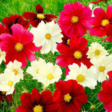 Cosmos Rubies Sunshine Mix Seeds - Red, Pink, Yellow Wildflower, Pollinator, Perennial, Non-GMO, Garden Plant
