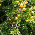 Kei Apple Seedling 14" Live Plant Dovyalis caffra Organic Rare Fruit Tree Tropical Starter Plant