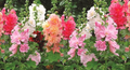 Hollyhock Seeds | Dwarf Majorette Double Mix | Vibrant Colors | Non-GMO Pollinator-Friendly | Alcea rosea
