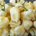 White Habanero Pepper Seeds – Rare Heirloom, Extra Spicy, Aromatic, Capsicum chinense, 20 Seeds