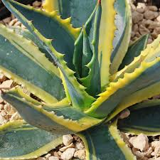 Variegated Agave Americana Century Plant – 6-12” Live Succulent with Green & Yellow Foliage, Drought-Tolerant, Xeriscape, Rock Garden Plant