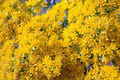 Oligoneuron Rigidum Seeds – Stiff Goldenrod Native Perennial Wildflower with Bright Yellow Blooms for Pollinators & Prairies