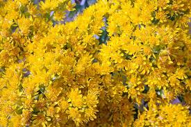 Oligoneuron Rigidum Seeds – Stiff Goldenrod Native Perennial Wildflower with Bright Yellow Blooms for Pollinators & Prairies