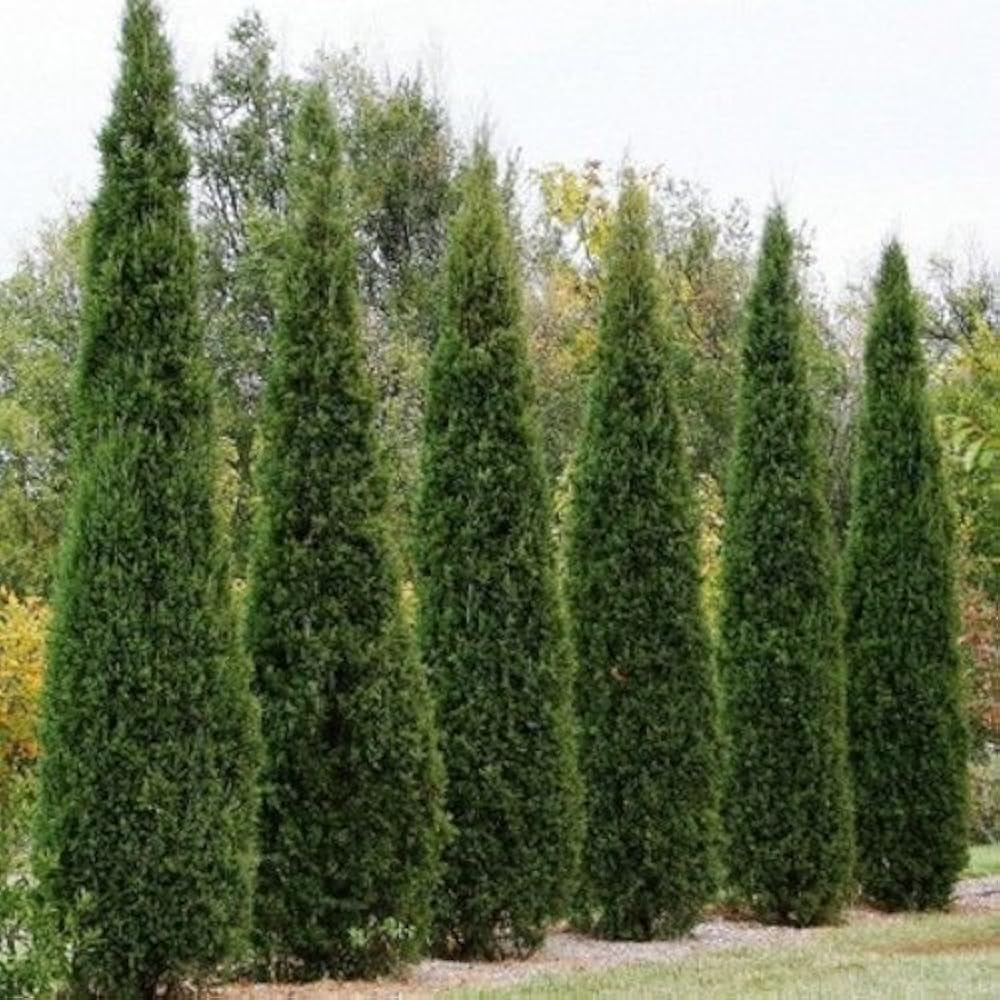 Eastern Red Cedar Hedge Shrub Seeds, Juniperus virginiana, Evergreen Privacy Screen, Hardy Landscaping Foliage, Garden Fencing Seeds