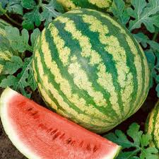 All Sweet Watermelon Seeds - Heirloom, Non-GMO, Large Fruit, Citrullus Lanatus, 25-30 lbs, Warm Climate, Juicy Red Flesh