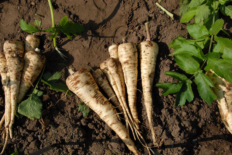 350 Seeds Parsnip All American for Planting, Pastinaca sativa, Sweet Nutritious Root Vegetable, High Yield, Easy to Grow