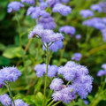 500 Seeds Ageratum DONDO BLUE Floss Flower Pollinator-Friendly, Monarch Butterfly Attractant, Vibrant Blue Blooms, Non-GMO Seeds