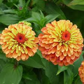 Queen Lime Orange Zinnia Seeds – Bicolor Blooms for Garden, Cut Flowers, Landscape, Zinnia elegans, 100+ Seeds