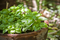 Dwarf Greek Basil Seeds – Heirloom, Compact, Aromatic – Ocimum basilicum Herb Seeds for Containers & Gardens