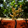 Pistachio Nut Tree Seeds – Edible, Drought-Tolerant, Nut-Producing Plant for Zones 7-11 – Pistacia vera