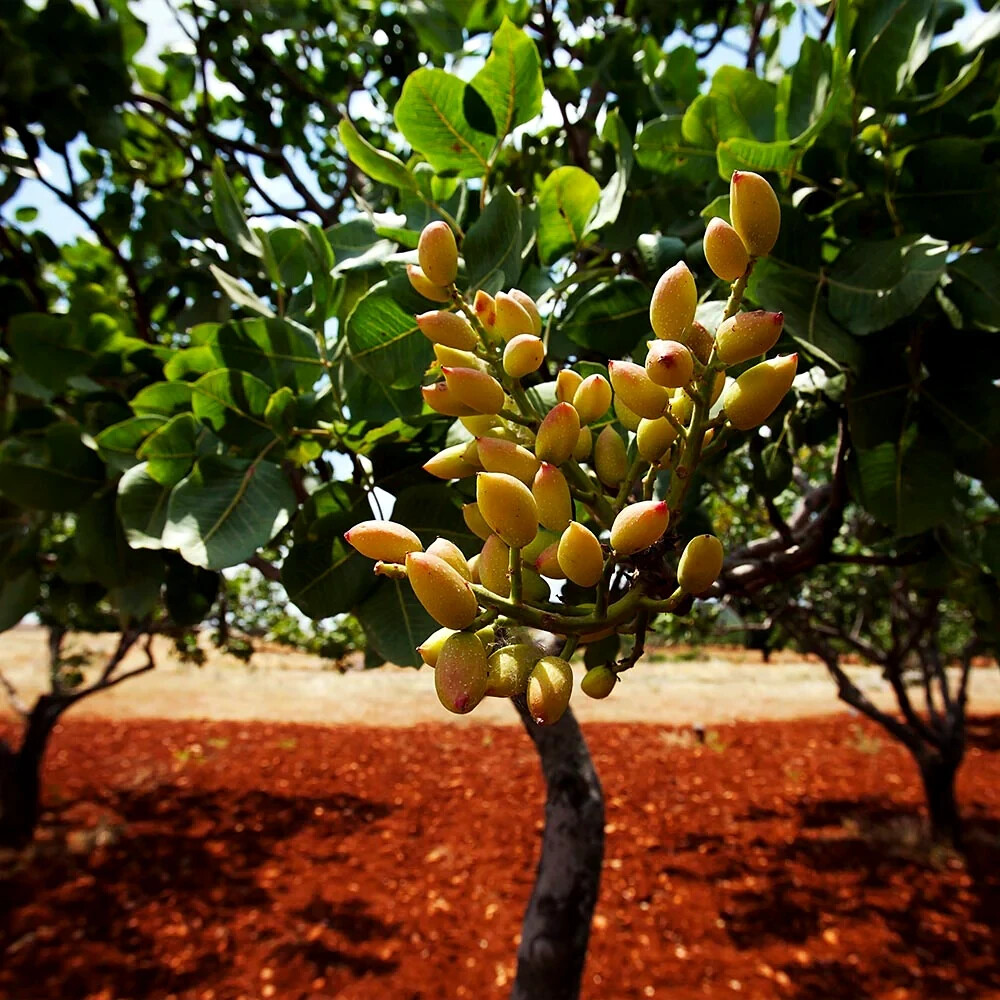 Pistachio Nut Tree Seeds – Edible, Drought-Tolerant, Nut-Producing Plant for Zones 7-11 – Pistacia vera