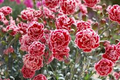 200+ Sugar Plum Carnation Seeds – Ruffled Plum-Pink Flowers for Garden, Cut Flowers, Borders & Bouquets – Dianthus caryophyllus
