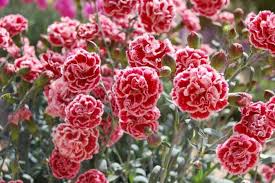 200+ Sugar Plum Carnation Seeds – Ruffled Plum-Pink Flowers for Garden, Cut Flowers, Borders & Bouquets – Dianthus caryophyllus