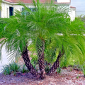 Dwarf Pygmy Date Palm Seeds – Phoenix roebelinii Indoor Houseplant, Subtropical Palm, Container & Landscaping Plant