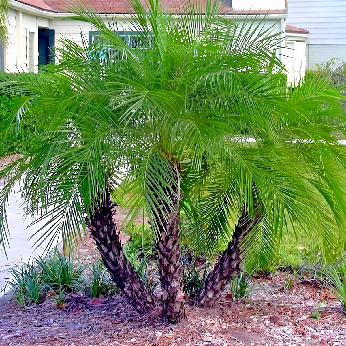 Dwarf Pygmy Date Palm Seeds – Phoenix roebelinii Indoor Houseplant, Subtropical Palm, Container & Landscaping Plant