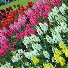 Admiral Mix Snapdragon Seeds | 1000+ Antirrhinum majus Vibrant Blooms for Garden Borders & Containers
