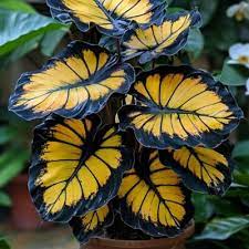Sunburst Calathea Seeds 25+ | Tropical Foliage Plant | Calathea sp. for Indoor & Outdoor Gardens