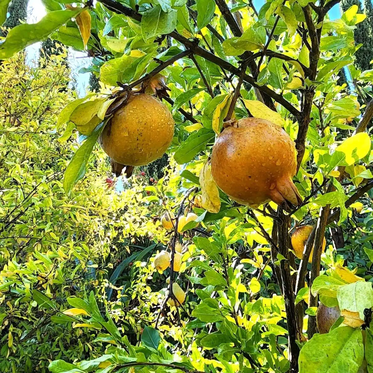 White Pomegranate Starter Plant - Live Fruit Tree 1′-2′, Punica granatum, Unique Sweet Pomegranate for Garden & Orchard