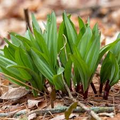 Organic Ramps Wild Leeks Bulbs - Allium tricoccum Bare Root Plants for Shaded Gardens