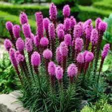 Purple Blazing Star Seeds (Liatris spicata) – Native Perennial, Tall Purple Flower Spikes, Pollinator & Butterfly Garden Seeds