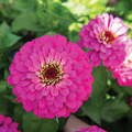Uproar Rose Zinnia Seeds – Vibrant Rose-Pink Double Blooms for Garden Beds & Cut Flowers – Zinnia elegans, Annual, USA
